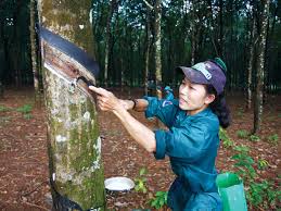 C&ocirc;ng việc cạo mủ cao su đ&atilde; được xếp v&agrave;o danh mục c&ocirc;ng việc đặc biệt nặng nhọc, độc hại, nguy hiểm v&agrave; người lao động được nghỉ hưu ở tuổi 55 đối với nam v&agrave; 50 đối với nữ