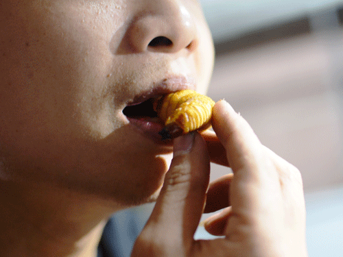 Nuốt nhanh con đu&ocirc;ng c&ograve;n sống