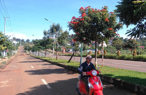 Trồng cây gây hại