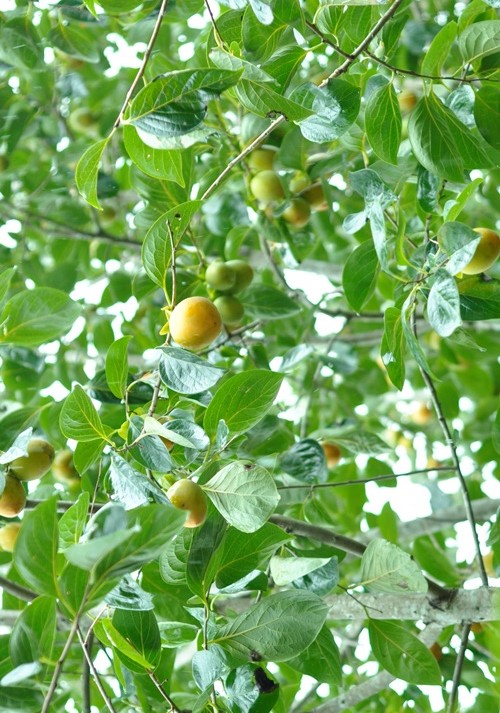 “Ăn” trên đầu nông dân