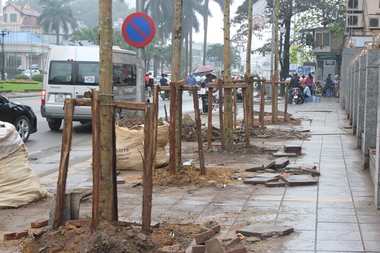 Trồng cây lát hoa thay cây mỡ trên đường Nguyễn Chí Thanh