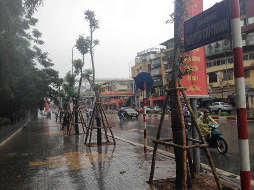 Hà Nội: Nhổ cây cũ, trồng cây mới trong đêm