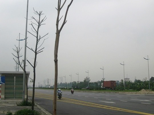 Hà Nội: Cây xanh mới trồng đã chết hàng loạt