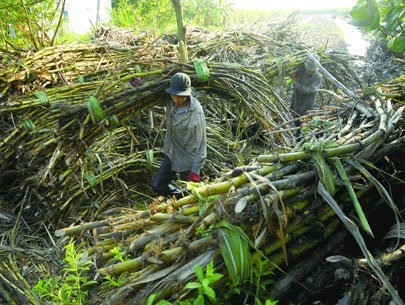 Năm 2015 sẽ nhập khẩu khoảng 81.000 tấn đường