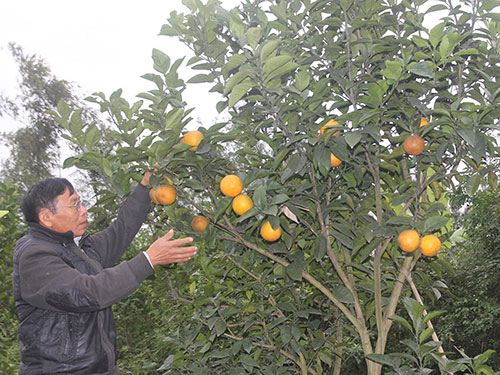 Cam Xã Đoài ngắc ngoải
