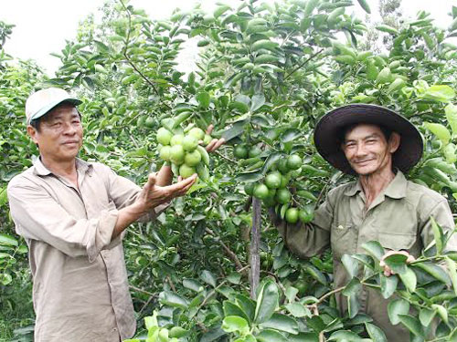 Quýt đường, chanh tăng giá vì khan hiếm