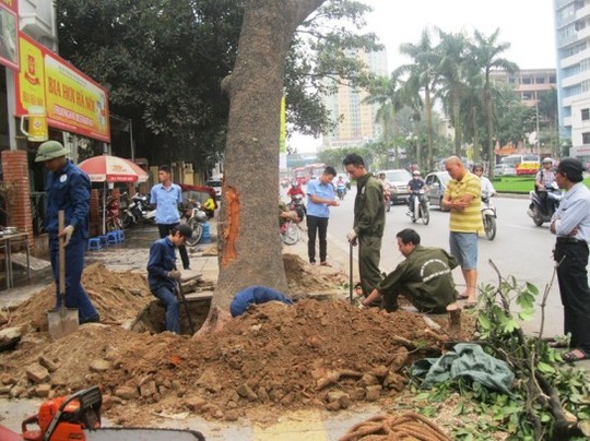 Hà Nội công bố kết luận thanh tra vụ chặt cây xanh