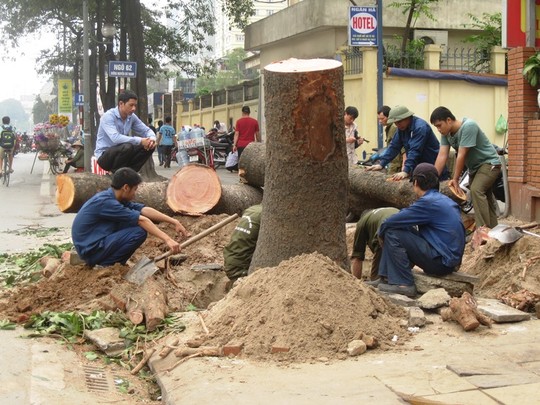Hà Nội nói đã nghiêm túc rút kinh nghiệm vụ chặt cây xanh