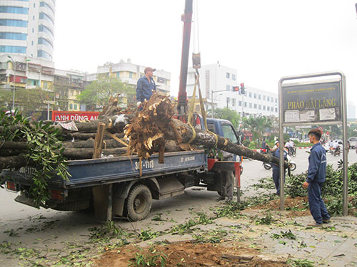 Chặt cây xanh, cần xử theo luật