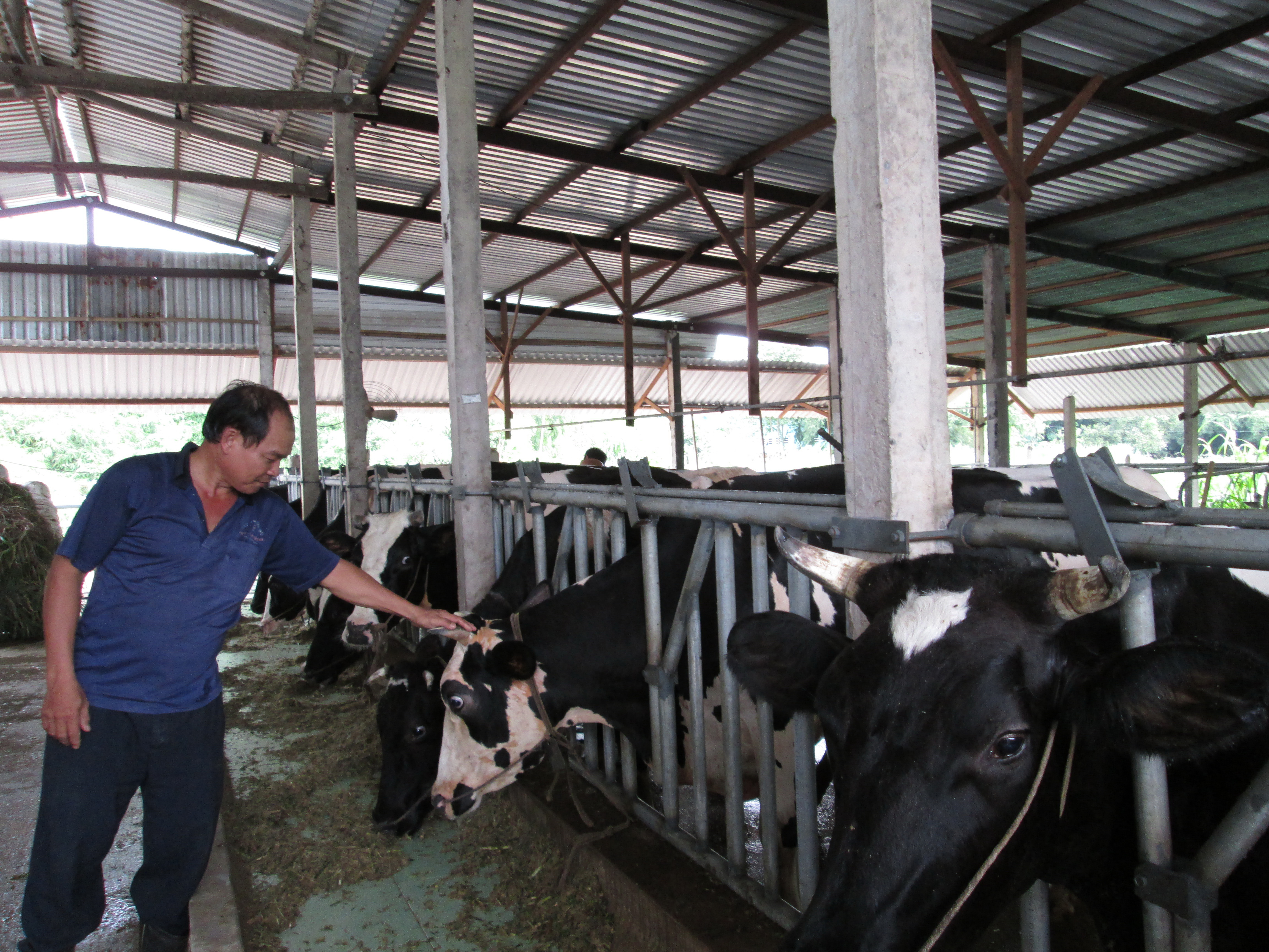 Nuôi bò sữa nông hộ tại huyện Củ Chi, TP HCM