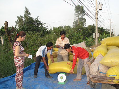 Mua tạm trữ lúa gạo: Doanh nghiệp than khó