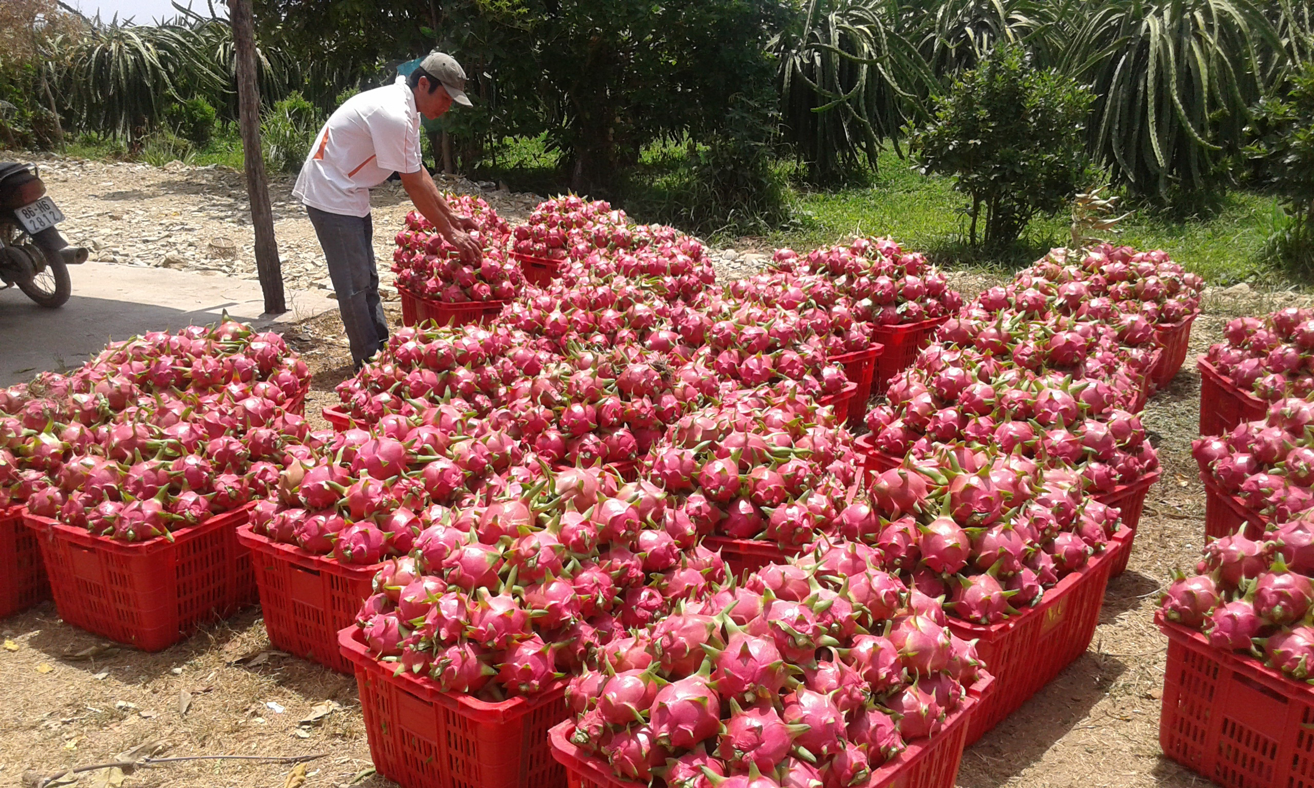 Trong tháng 4-2015, hơn 491 tấn thanh long của Việt Nam được xuất khẩu sang Mỹ, Nhật, Hàn QuốcẢnh: Lê Trường