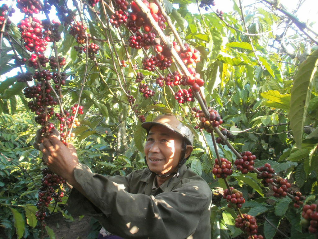 Hiệp định Thương mại tự do giữa Việt Nam v&agrave; Li&ecirc;n minh kinh tế &Aacute; - &Acirc;u được k&yacute; kết sẽ tạo điều kiện thuận lợi cho xuất khẩu mặt h&agrave;ng c&agrave; ph&ecirc; Việt Nam Ảnh: Cao Nguy&ecirc;n