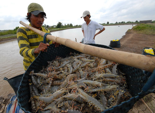 Xuất khẩu giảm ở nhiều thị trường