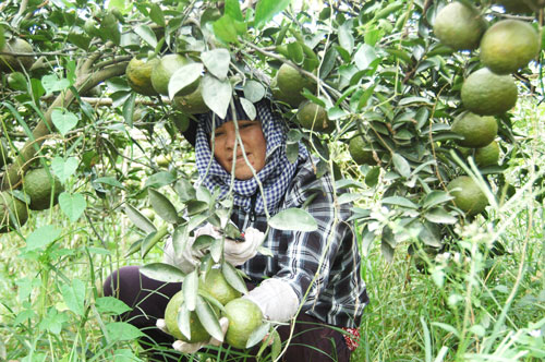 Thu tiền tỉ trên vùng đất chết