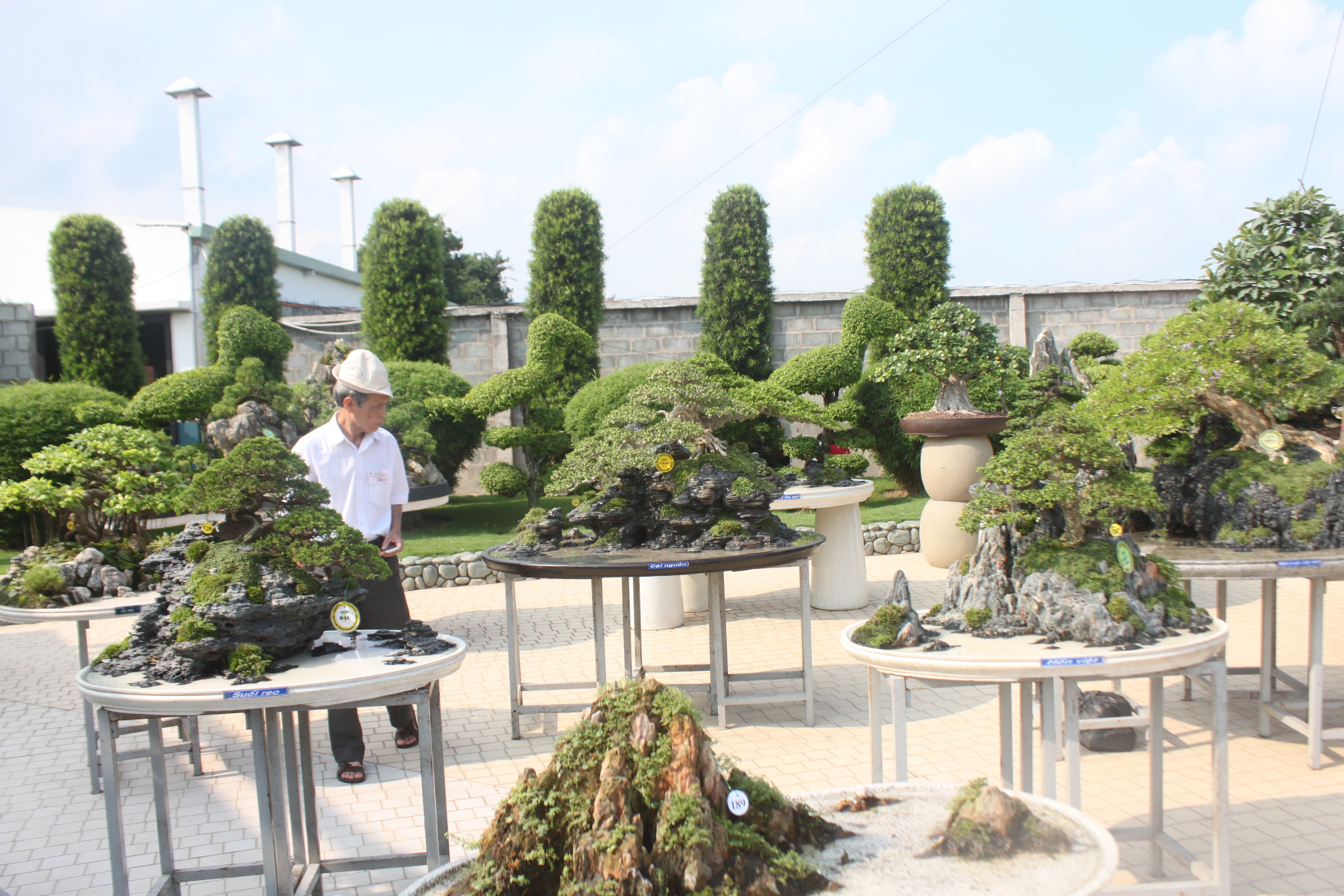 Những t&aacute;c phẩm tham gia hội thi Bonsai ch&acirc;u &Aacute; - Th&aacute;i B&igrave;nh Dương lần thứ 5 Ảnh: TH&Agrave;NH ĐỒNG