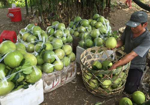 Liên kết vùng: Mới nói suông!