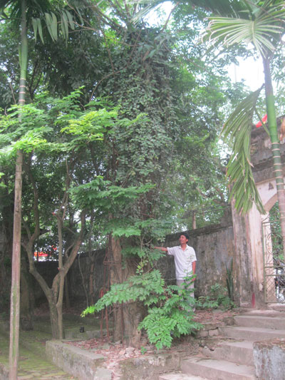 Lo mất 2 cây sưa 150 tỉ đồng