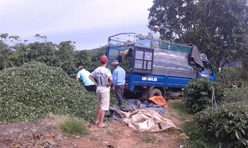 Bà Hà Linh mất, dân trồng trà khốn đốn