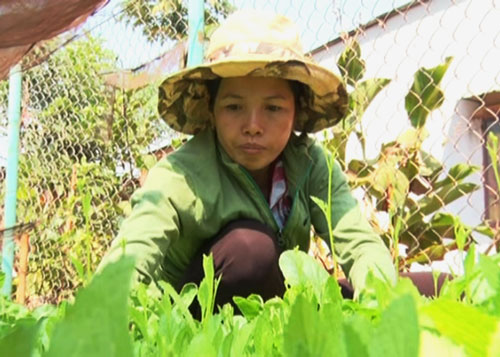 Chị V&otilde; Thị H&agrave; với c&ocirc;ng việc chăm s&oacute;c c&acirc;y cao su giống hằng ng&agrave;y