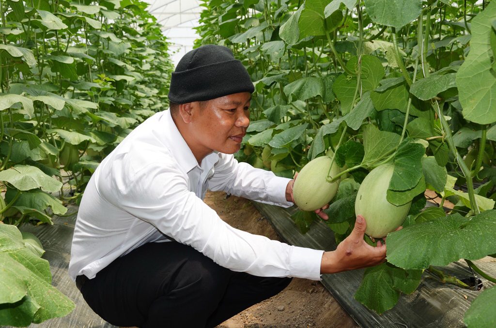 Anh Nguyễn Văn Qu&aacute;n đang theo d&otilde;i qu&aacute; tr&igrave;nh tăng trưởng của dưa lưới
