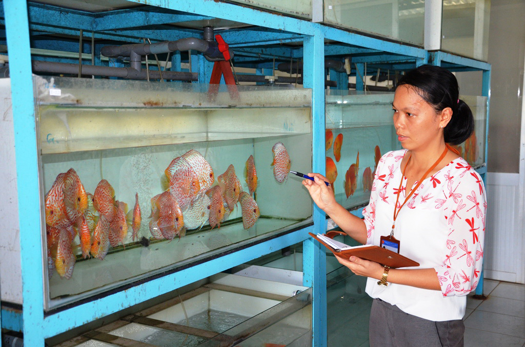 Sự nhẫn nại gi&uacute;p chị Nguyễn Thị Kim Li&ecirc;n ho&agrave;n thiện quy tr&igrave;nh sản xuất giống c&aacute; dĩa