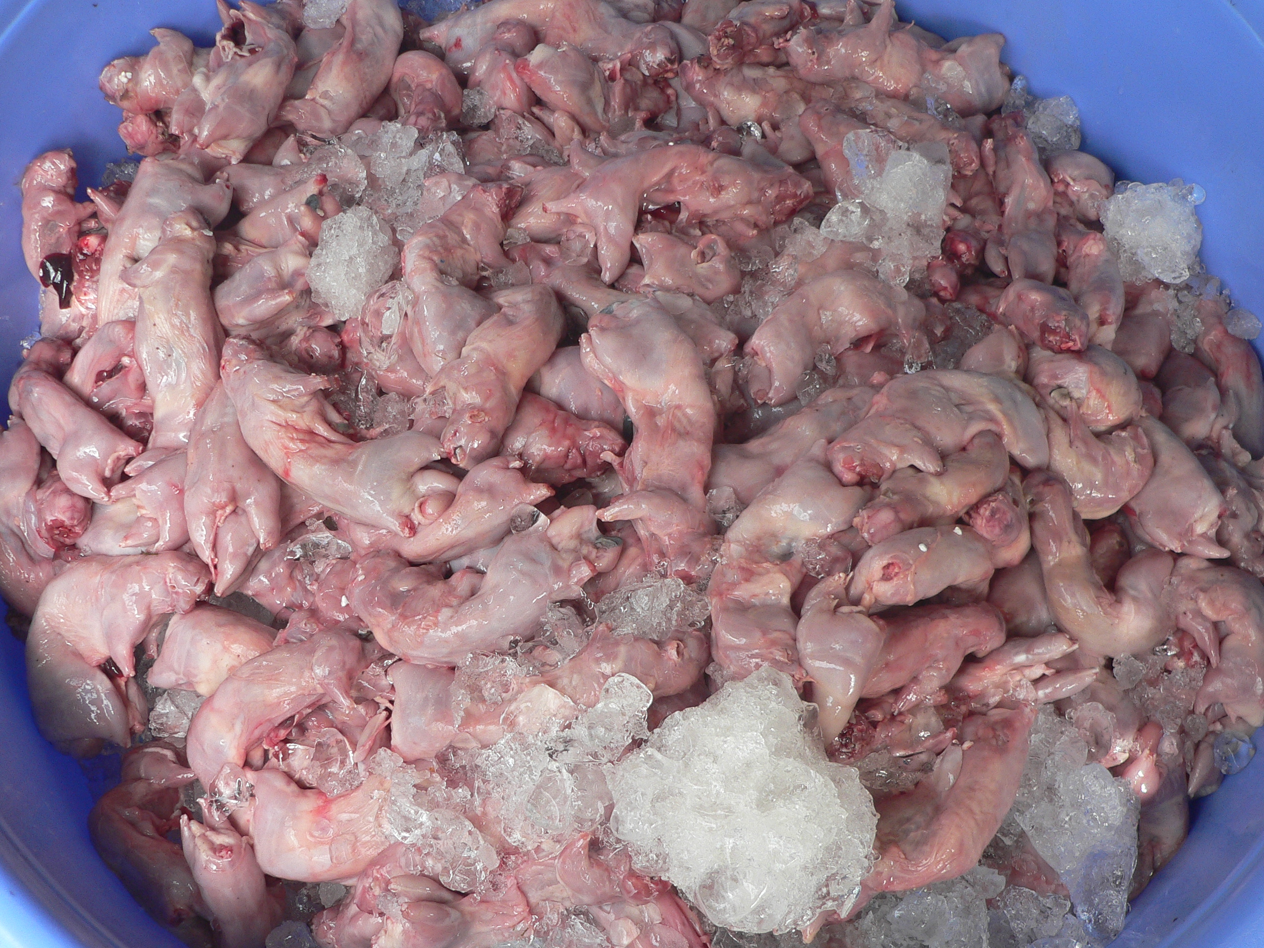 Chuột l&agrave;m sẵn, ướp nước đ&aacute; lu&ocirc;n tiềm ẩn nguy cơ dịch bệnh v&igrave; c&oacute; khả năng bị người b&aacute;n trộn chuột cống v&agrave;o chuột đồng