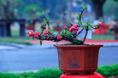 Đ&agrave;o Thất Thốn ra hoa sau Rằm th&aacute;ng Ri&ecirc;ng nhưng năm nay l&agrave; năm nhuận n&ecirc;n việc cho đ&agrave;o ra hoa cũng dễ hơn mọi năm