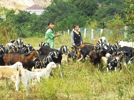“Mục sở thị” nơi nuôi dê duy nhất ở phố biển