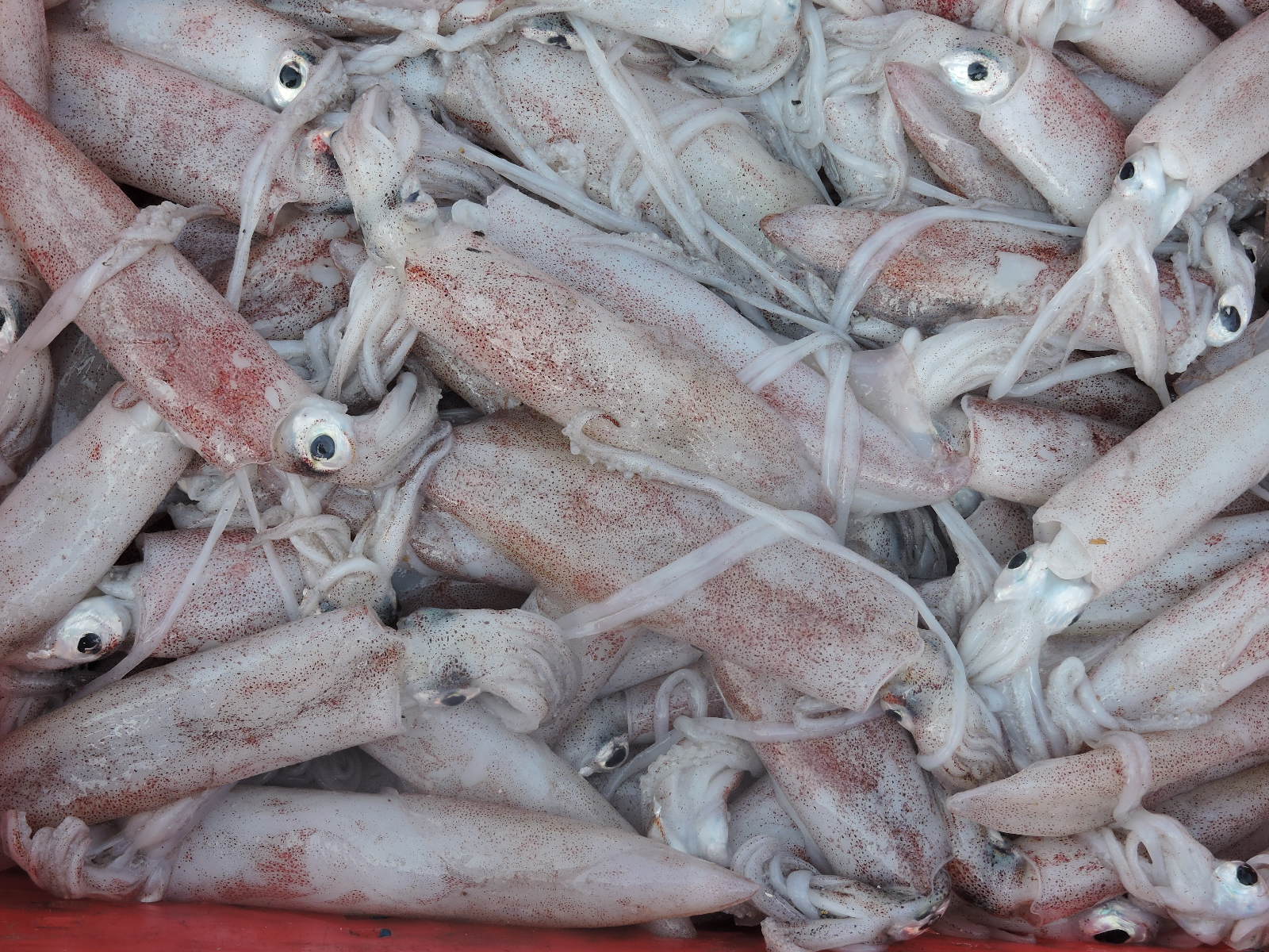 mực n&uacute;c hiện l&agrave; loại mực đang được thị trường ưa chuộng.