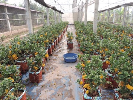 Vườn Phật thủ bonsai của anh Nguyễn B&aacute; Cảnh ở Ho&agrave;i Đức, H&agrave; Nội