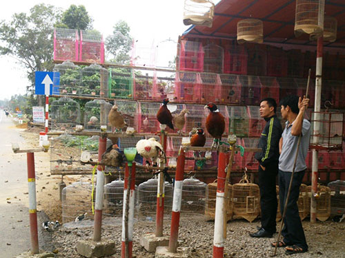Bày bán chim trời tràn lan ở vùng dịch