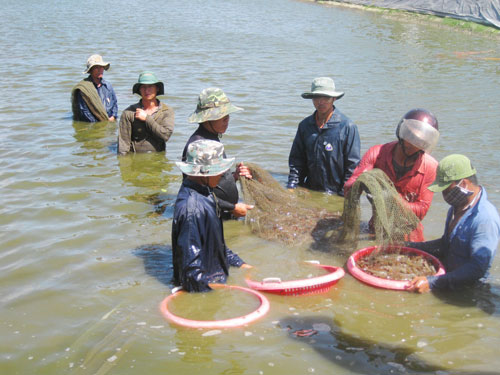 Hỗ trợ doanh nghiệp tiếp cận thị trường Hàn Quốc