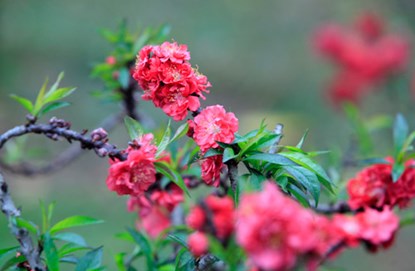 Nếu c&aacute;c loại đ&agrave;o kh&aacute;c đơm hoa từ những c&agrave;nh đ&agrave;o nhỏ th&igrave; đ&agrave;o Thất Thốn c&oacute; thế bất chợt đơm hoa từ những trụ gốc kh&ocirc; khốc