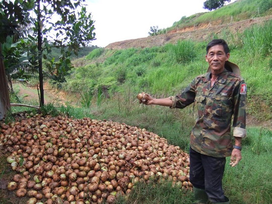 Hành tây Đà Lạt đổ bỏ, bắp cải trúng mùa