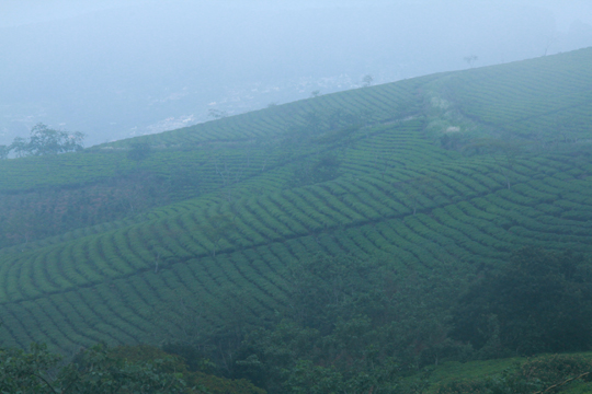 Những luống tr&agrave; xanh mướt tr&ecirc;n độ cao 1.650m