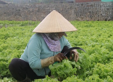 “Thủ phủ rau” cán đích nông thôn mới