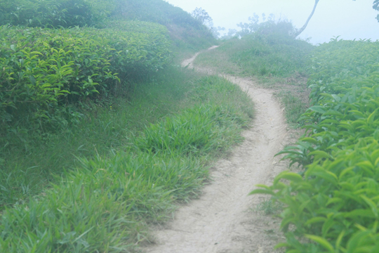 Những đường cong mềm mại tr&ecirc;n những luống tr&agrave;