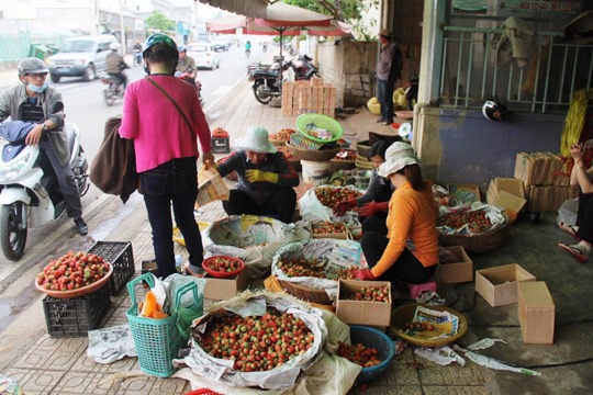  D&acirc;u t&acirc;y tại Đ&agrave; Lạt đang khan hiếm