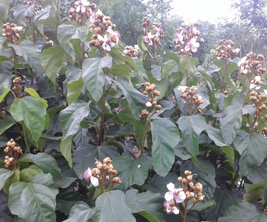 C&acirc;y ca-ri kh&ocirc;ng c&ograve;n hấp dẫn với n&ocirc;ng d&acirc;n v&igrave; gi&aacute; qu&aacute; thấp