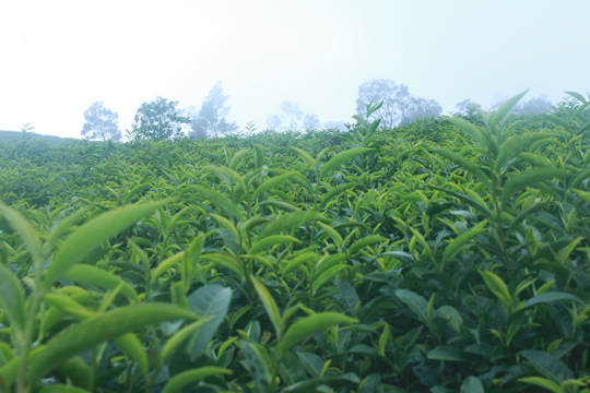 Những đọt tr&agrave; non mơn mởn