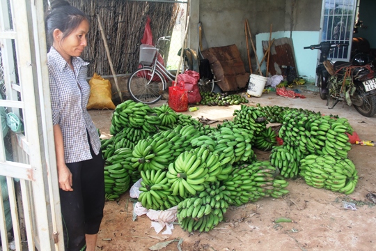 Chuối tiến vua trên đất Lâm Đồng