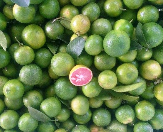 Chanh đ&agrave;o c&oacute; c&ocirc;ng dụng chữa bệnh ho, cảm c&uacute;m