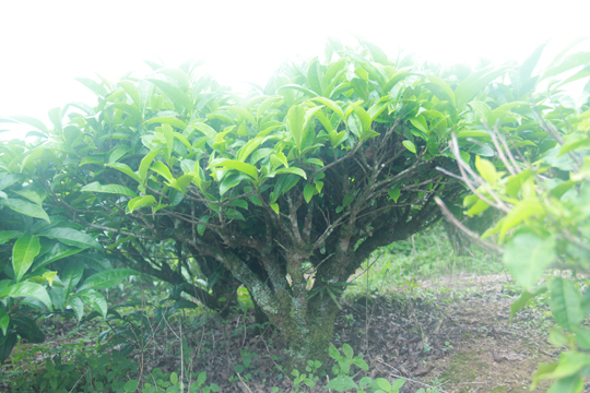 Những gốc tr&agrave; gần 100 tuổi