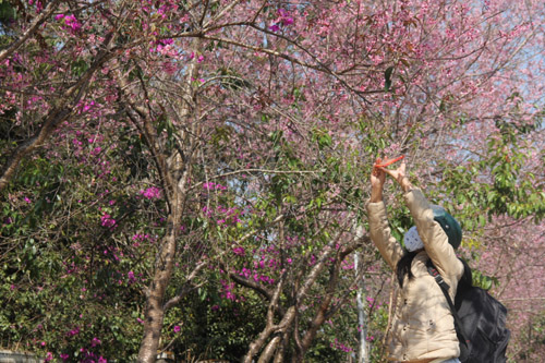 Tranh thủ chụp h&igrave;nh khi b&ocirc;ng đang h&eacute; nở.