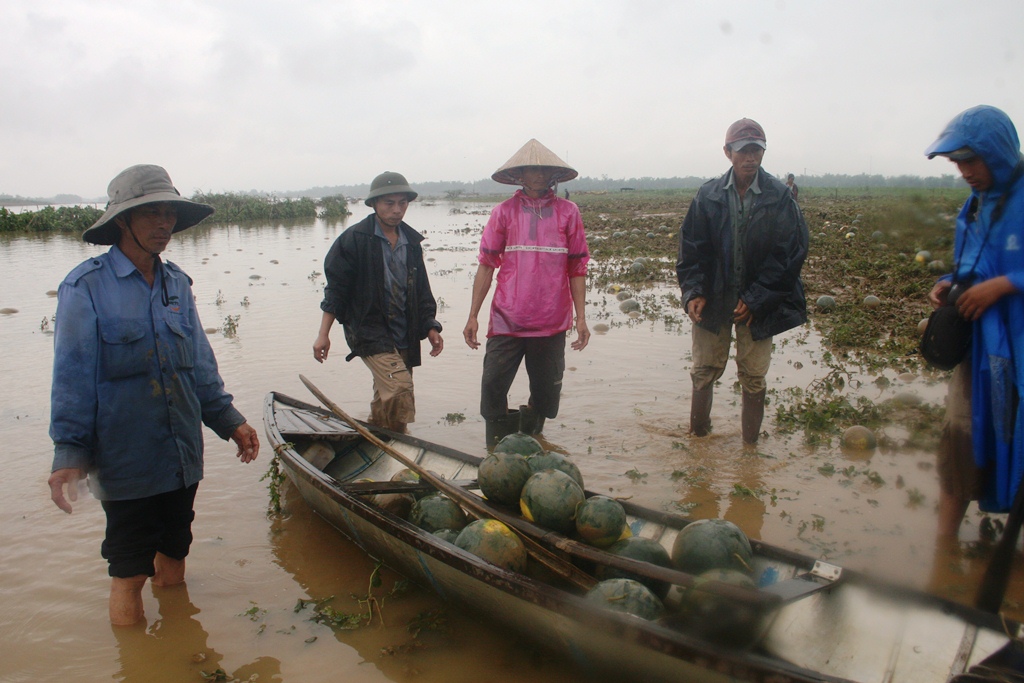 Dưa hấu được đưa l&ecirc;n ghe chở về nh&agrave;