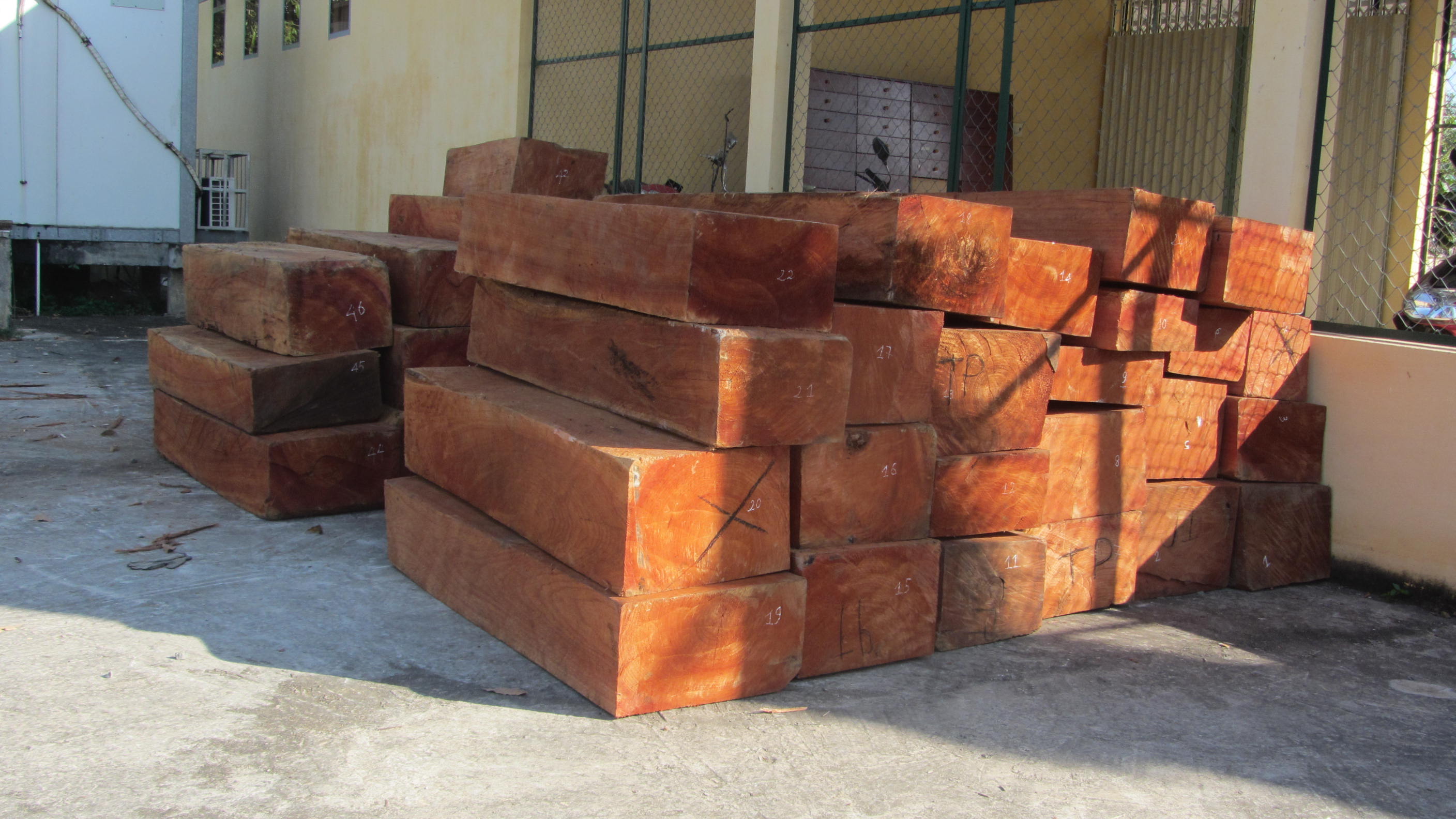 Số gỗ tr&ecirc;n xe m&agrave; kiểm l&acirc;m vi&ecirc;n đem đi giấu c&ugrave;ng t&agrave;i xế