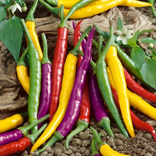 Hạt giống ớt cay Cayenne c&oacute; xuất xứ từ Trung Quốc v&agrave; được nhiều chủ n&ocirc;ng trại trồng bởi n&oacute; mang lại lợi nhuận cao.