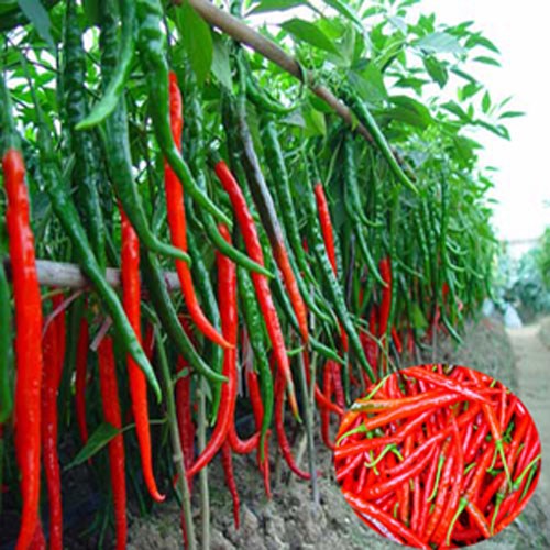 Ớt quả d&agrave;i giống như đậu đũa.