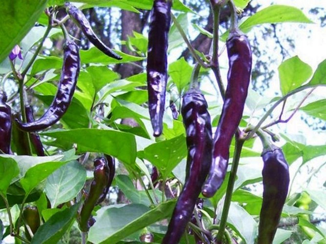 Ớt c&oacute; nhiều m&agrave;u sắc kh&aacute;c nhau như m&agrave;u t&iacute;m...